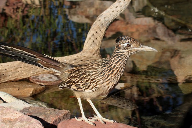 Photo (5): Greater Roadrunner