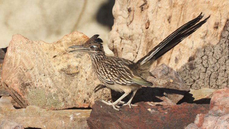 Photo (7): Greater Roadrunner