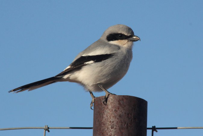 Photo (1): Loggerhead Shrike
