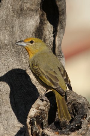 Photo (15): Hepatic Tanager