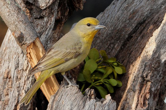 Photo (8): Hepatic Tanager