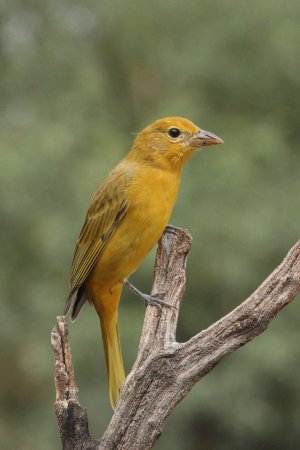 Photo (2): Summer Tanager