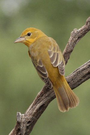 Photo (8): Summer Tanager