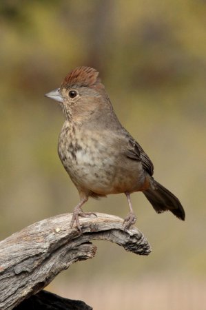 Photo (5): Canyon Towhee