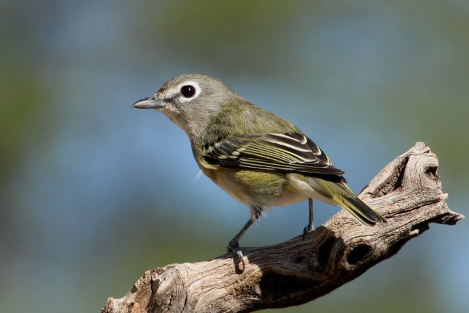Photo (1): Cassin's Vireo