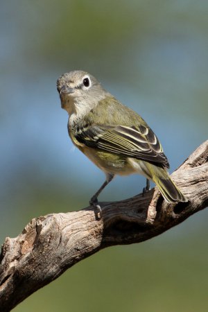 Photo (7): Cassin's Vireo