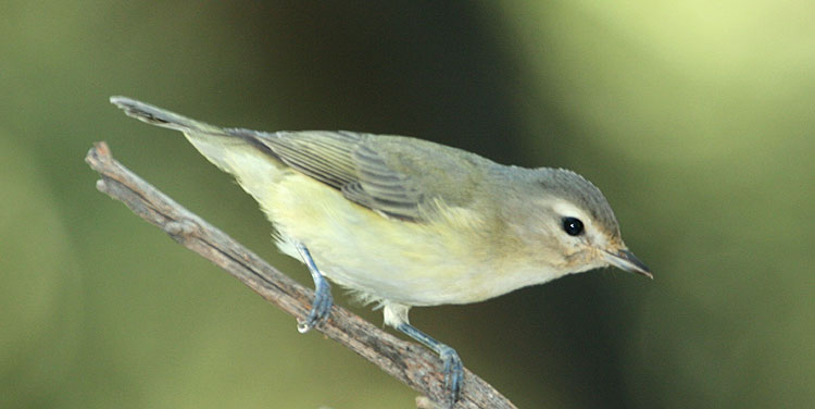 Photo (14): Warbling Vireo