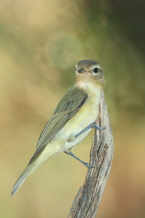 Photo (4): Warbling Vireo