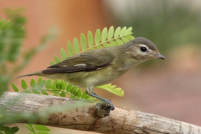 Photo (2): Warbling Vireo