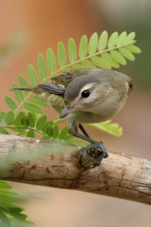 Photo (10): Warbling Vireo