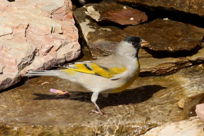 Photo (1): Lawrence's Goldfinch