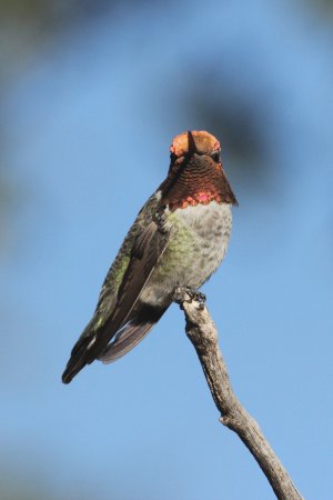 Photo (8): Anna's Hummingbird