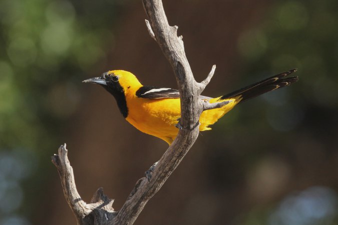 Photo (3): Hooded Oriole