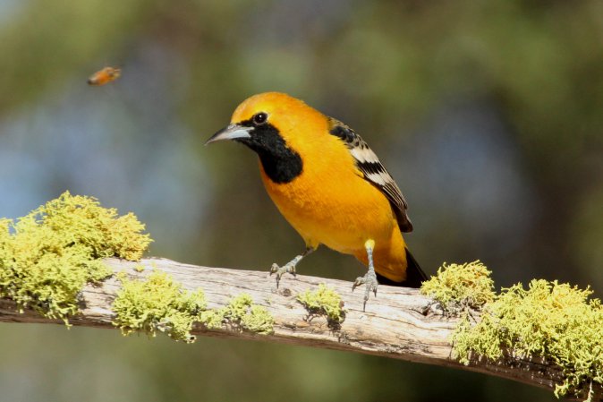 Photo (7): Hooded Oriole