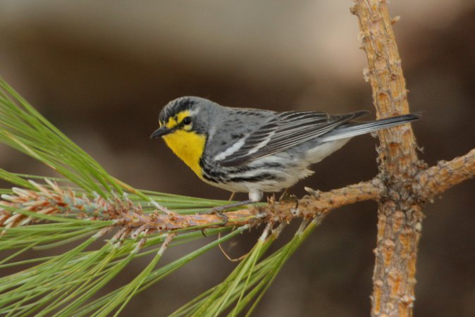 Photo (10): Grace's Warbler