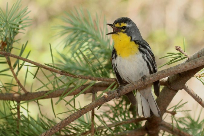 Photo (1): Grace's Warbler