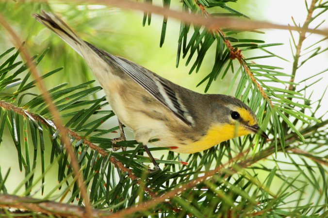 Photo (5): Grace's Warbler