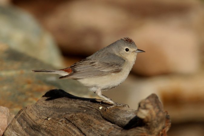 Photo (2): Lucy's Warbler