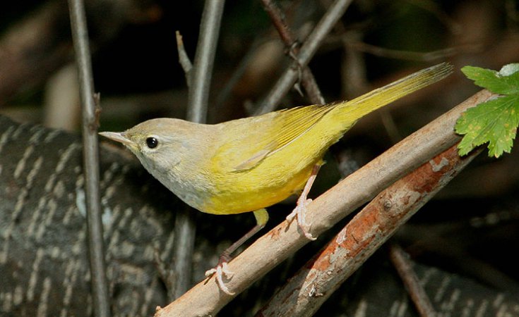 Photo (8): MacGillivray's Warbler