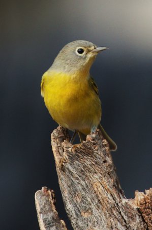 Photo (15): Nashville Warbler