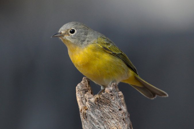 Photo (14): Nashville Warbler