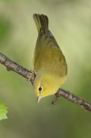 Photo (8): Orange-crowned Warbler