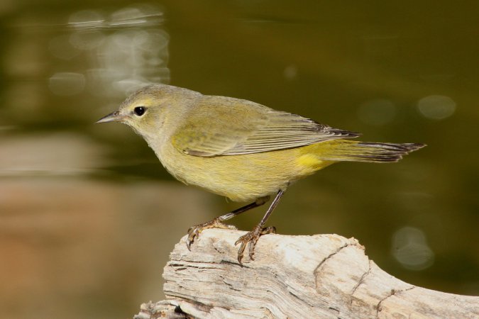 Photo (10): Orange-crowned Warbler