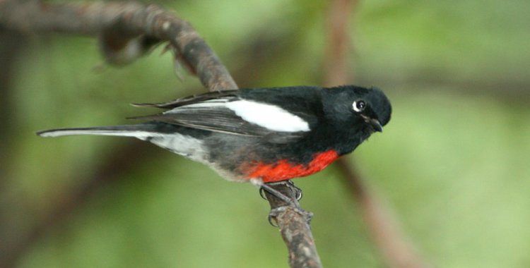 Photo (9): Painted Redstart