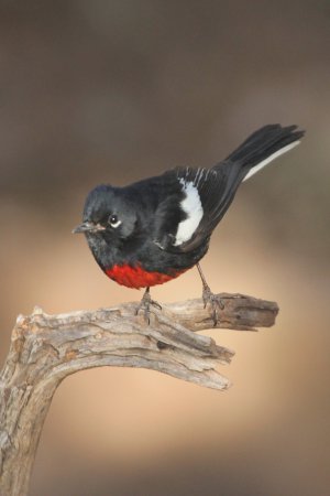 Photo (4): Painted Redstart
