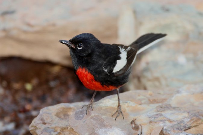Photo (2): Painted Redstart