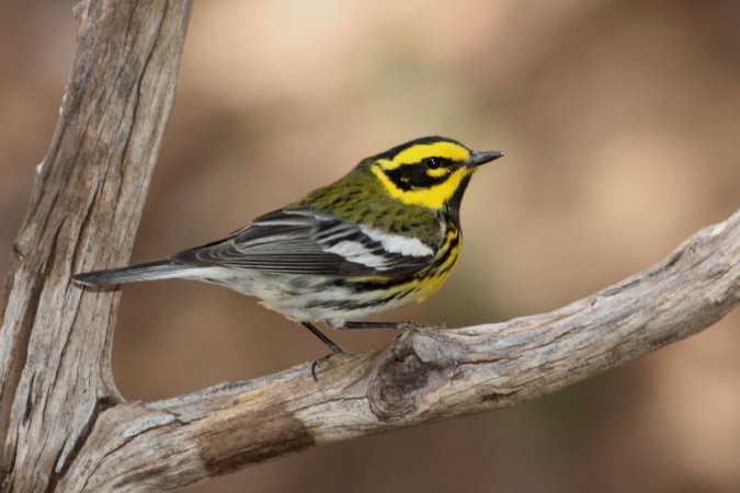 Photo (5): Townsend's Warbler