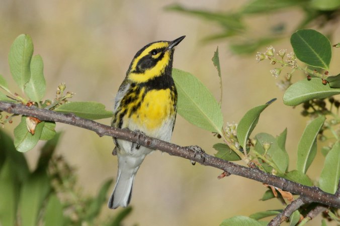 Photo (9): Townsend's Warbler