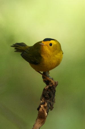 Photo (3): Wilson's Warbler
