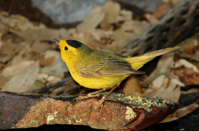Photo (5): Wilson's Warbler