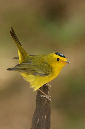 Photo (1): Wilson's Warbler