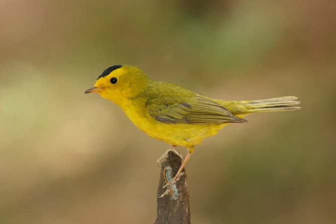 Photo (9): Wilson's Warbler