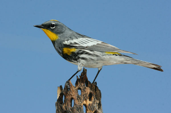 Photo (8): Yellow-rumped Warbler