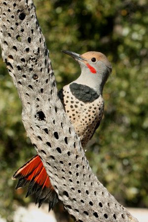 Photo (10): Northern Flicker