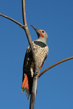 Photo (16): Northern Flicker