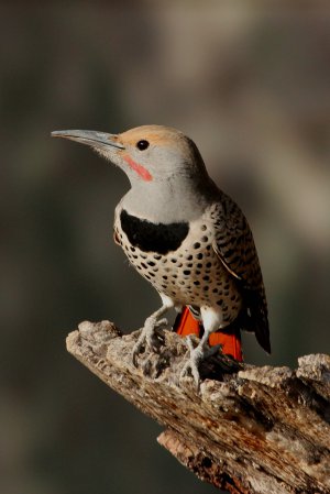 Photo (12): Northern Flicker
