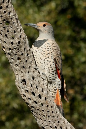 Photo (11): Northern Flicker