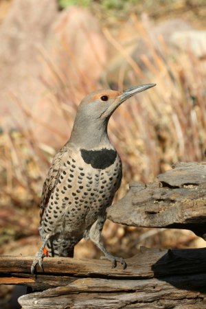 Photo (15): Northern Flicker