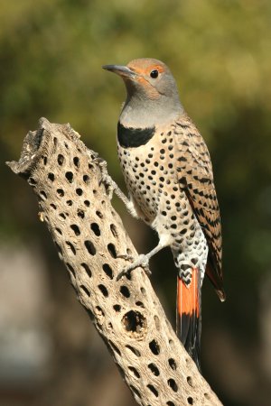 Photo (17): Northern Flicker