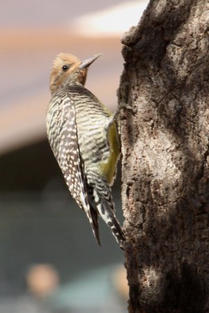 Photo (5): Williamson's Sapsucker