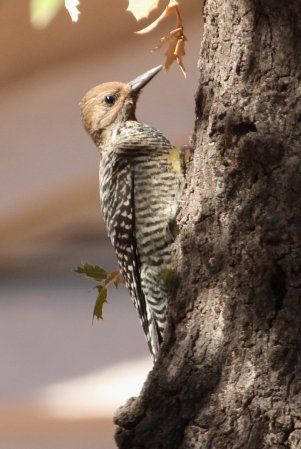 Photo (2): Williamson's Sapsucker
