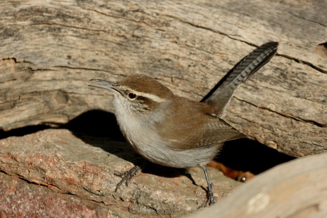 Photo (7): Bewick's Wren
