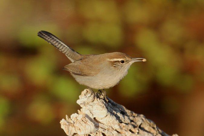 Photo (6): Bewick's Wren