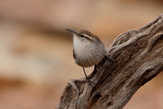 Photo (2): Bewick's Wren