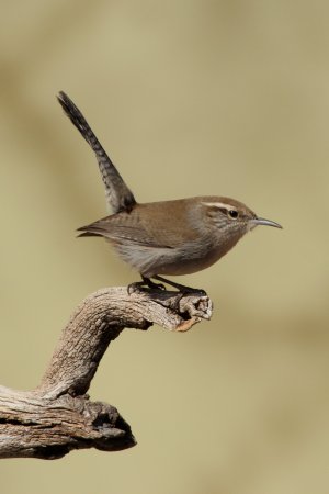 Photo (3): Bewick's Wren