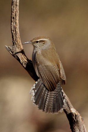 Photo (4): Bewick's Wren